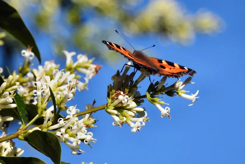 Butterfly